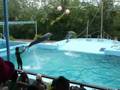Manati-Park.wmv