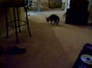 ボール猫動画