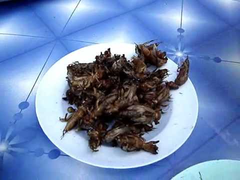 Carpenter Ants and Fossilized Mind Control