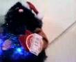 videos de My Christmas tree sing and dance!