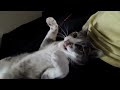 ネコのおなか - Cat's Tummy -