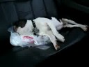 Boston Terrier