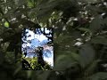 Monteverde Cloud Forest Costa Rica