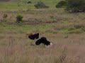 Ostrich fight Ostrich fight