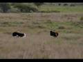 Ostrich fight