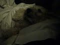 snoring Louie the dog