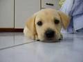 Zara labrador