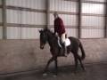 videos de Ciccone - 3yo Holstiener Hunter/Jumper in PA