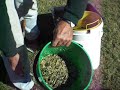 Massive Gold Find Gold Prospecting Gold #3