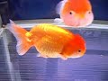 friendship-of-turtle-and-goldfish.html