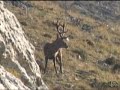 La berrea, montaña palentia, La Pernía. La berrea, montaña palentia, La Pernía.