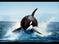 Orcas Orcas
