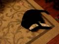 Basher and Sukkha battle it out over the catnip wrestling toy