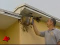 500,000 Bees Infest Three Florida Homes