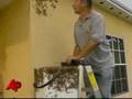500,000 Bees Infest Three Florida Homes