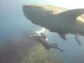 Some dives you remember forever...