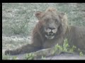 Lions - Wildebeests Consider Visiting Lions - Wildebeests Consider Visiting