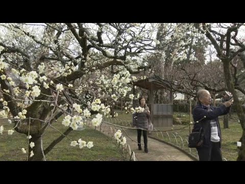 Kyoto (Japan): 1.500 Pflaumenbäume stehen in Blüte