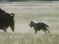 national-geographic-channel-a-man-among-wolves-trailer.html