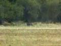 Wolves Hunting Bison