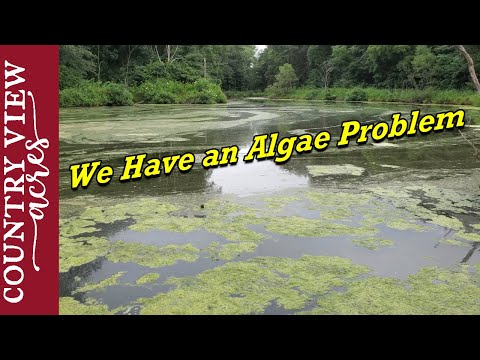 video-linktoworks-Trying to eliminate the algae on our pond.
