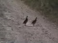 Coveys of Wild Bobwhite Quail - YouTube