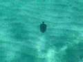 videos de UnderWater Adventures, Part. 6: The Sea Snail Course