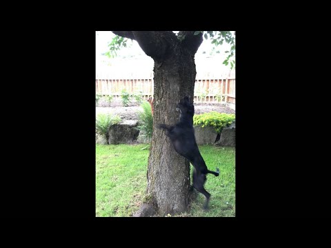 Imagen de previsualización de YouTube