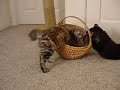 Basket Katz II