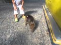 Monkey ride a pig