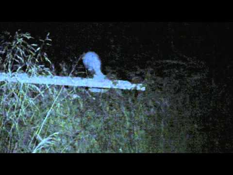 BEST FOOTAGE of ALIEN Close & Clear!! HD 14/6/2014