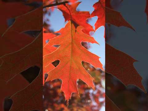 Дуб красный "Quercus rubra"