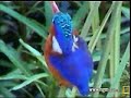 Kingfisher Preening