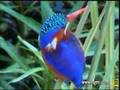 Kingfisher Preening
