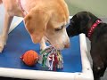 Where Dogs Play All Day Where Dogs Play All Day