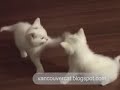 Six Week Old Kittens at play: Columbus and Snowball Six Week Old Kittens at play: Columbus and Snowball