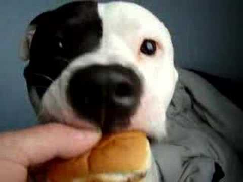 gЯeedy BuЯgers.
