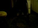 my spongebob dance my spongebob dance