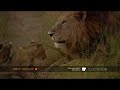 Lion cubs play