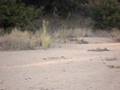 Lions Crossing at Kruger Park 