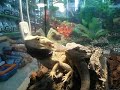DRAGON BARBUDO AUSTRALIANO (Pogona Vitticeps)