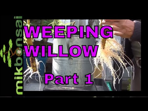 how to plant a weeping willow tree