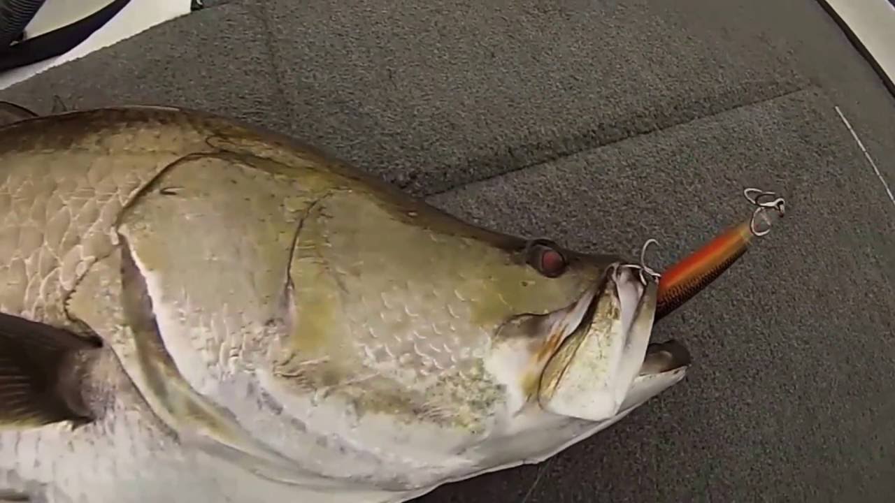 How an LED light works in dirty water - Balista lures