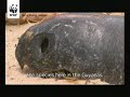 Leatherback turtles in Suriname