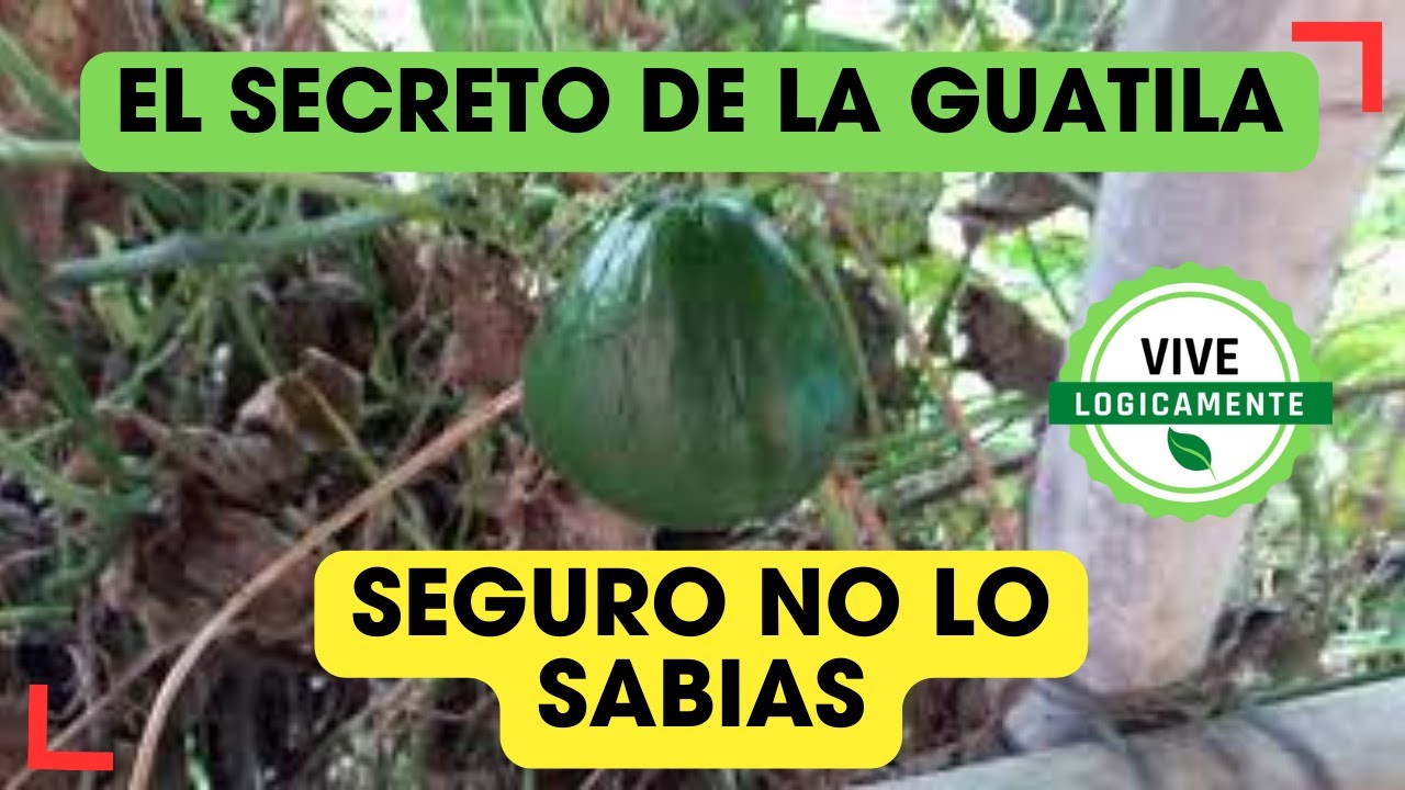 El secreto de la guatila, seguro no lo sabias, logicamente