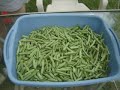 Garden Update Episode 9 Garden Update Episode 9