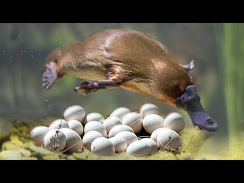 are platypus marsupials are platypus marsupials