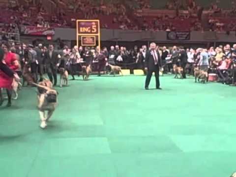 bullmastiff