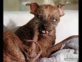 La Banda De Pepe - El Perro El Gato Y Yo La Banda De Pepe - El Perro El Gato Y Yo