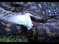 Rainforest Python dining